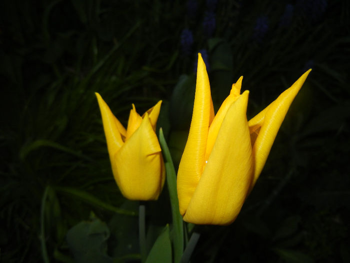 Tulipa Flashback (2014, April 11) - Tulipa Flashback