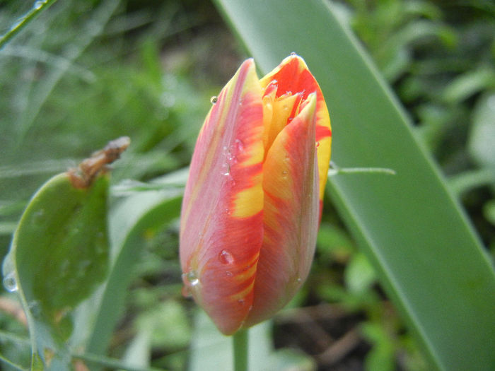 Tulipa Mickey Mouse (2014, April 10) - Tulipa Mickey Mouse
