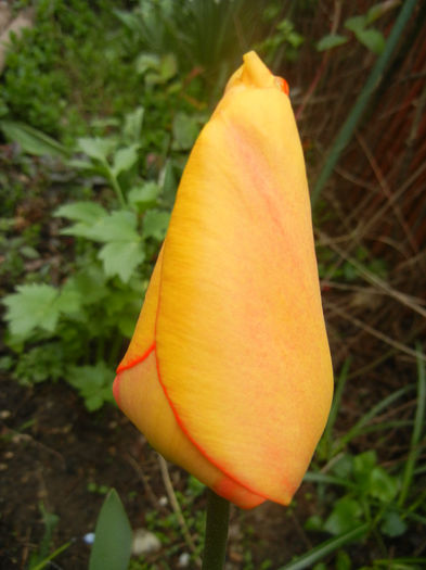 Tulipa Blushing Apeldoorn (2014, Apr.11)