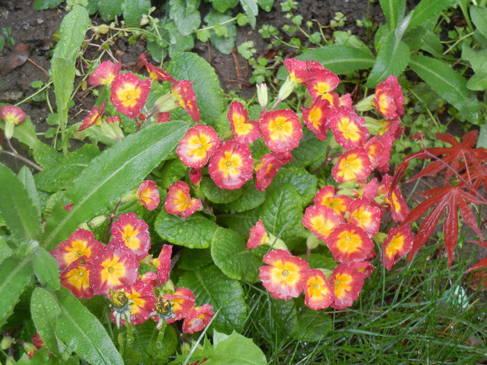 Primula polyanthus Red (2014, April 10)