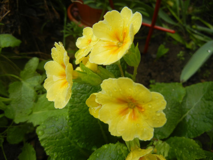 Primula polyanthus Yellow (2014, Apr.10) - Primula polyanthus Yellow