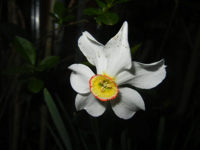 Narcissus Pheasants Eye (2014, April 11) - Narcissus Pheasants Eye