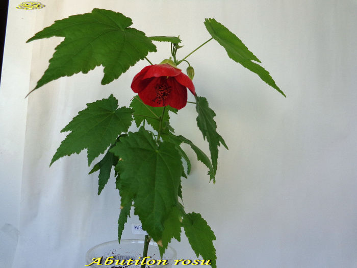 Abutilon rosu (12-04-2014)1 Abutilon rosu (12-04-2014)1