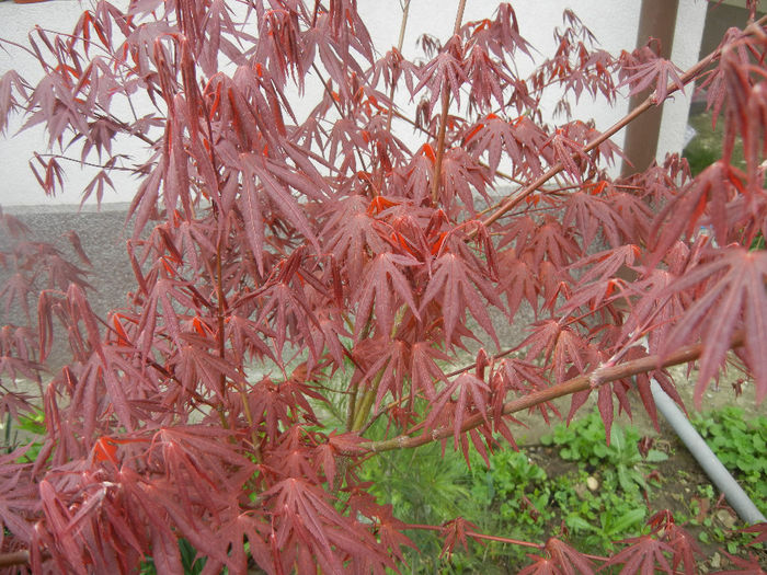 Acer palmatum Bloodgood (2014, Apr.11) - Acer palmatum Bloodgood