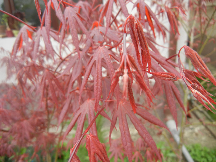 Acer palmatum Bloodgood (2014, Apr.11) - Acer palmatum Bloodgood