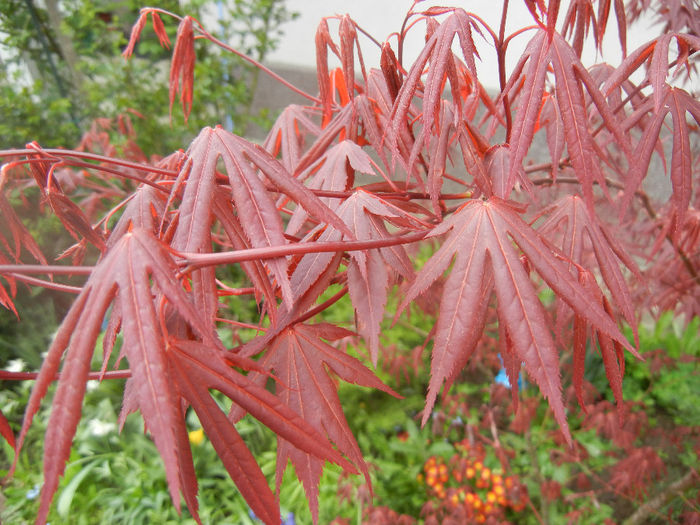 Acer palmatum Bloodgood (2014, Apr.11) - Acer palmatum Bloodgood