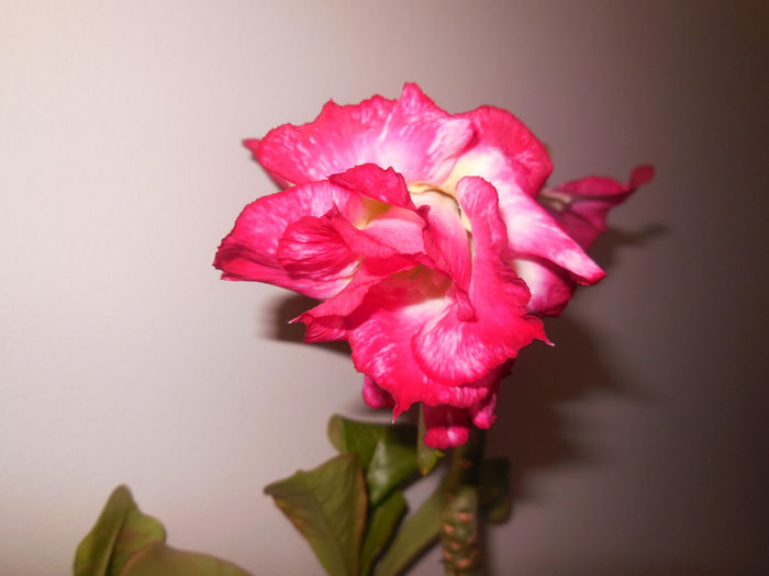 12 apr. 2014 - Adenium2014