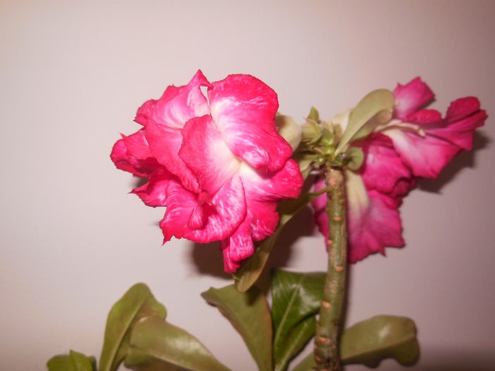 12 apr. 2014 - Adenium2014