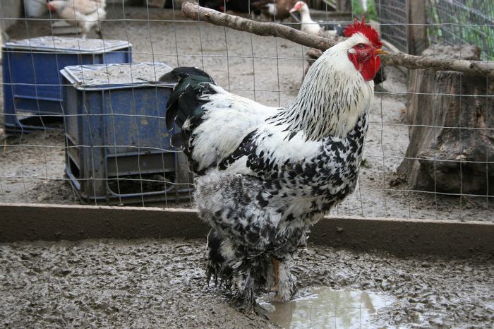 12.04.2014 372 - 2013-2014 Gaini