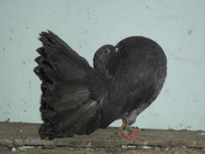 96171930_WQBUCAL - m---PORUMBEI VANDUTI