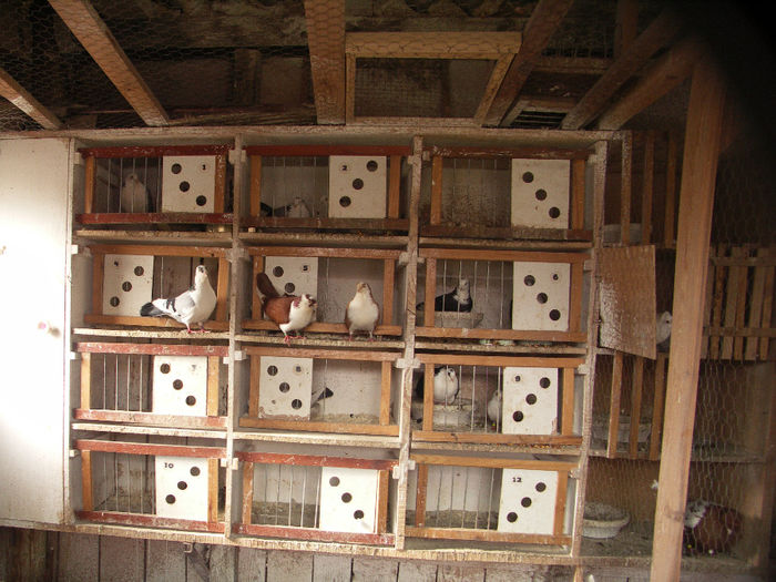 matca juc. de Galati 2014