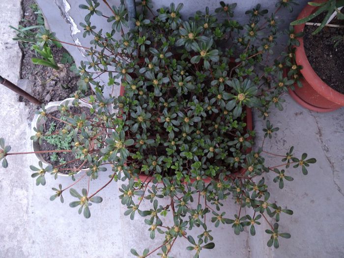 azalee,se pregateste - primavara 2014