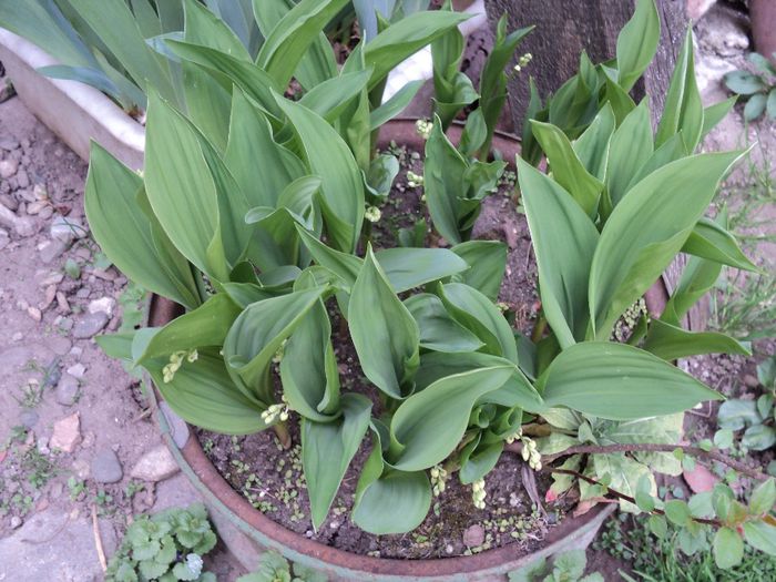 poze 2014 235/si lacramioarele... - primavara 2014