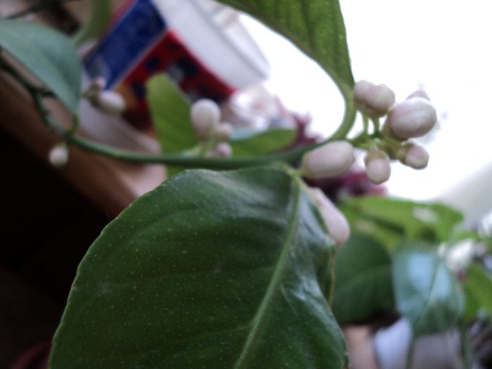 poze 2014 218/boboci de lamai - primavara 2014