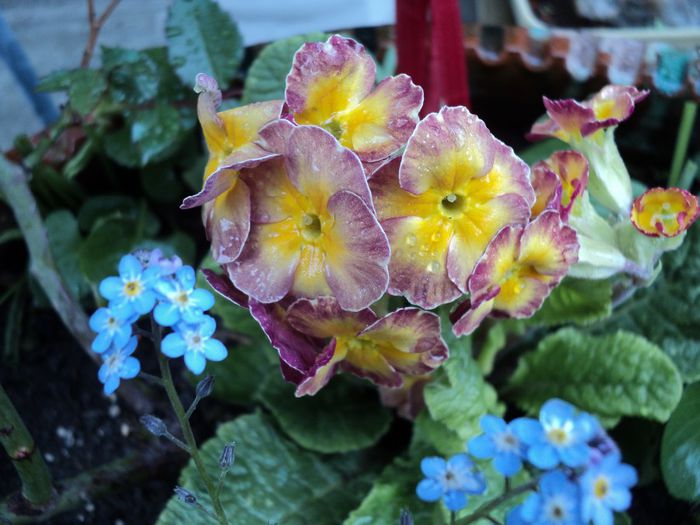 primula de la Florentina,multumesc ! - primavara 2014