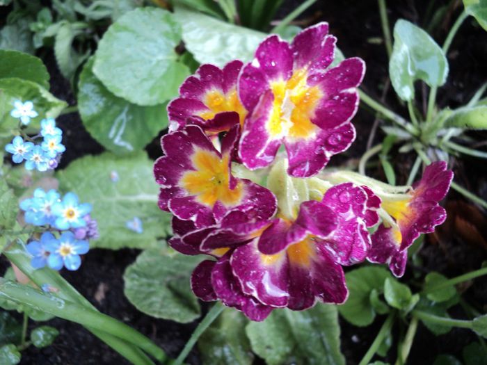 multumesc,Florentina - primavara 2014