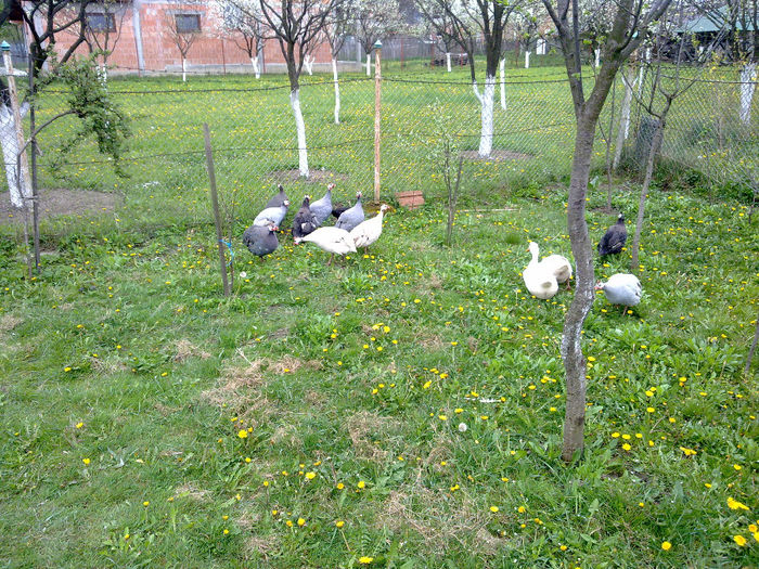 11042014525 - Bibilici
