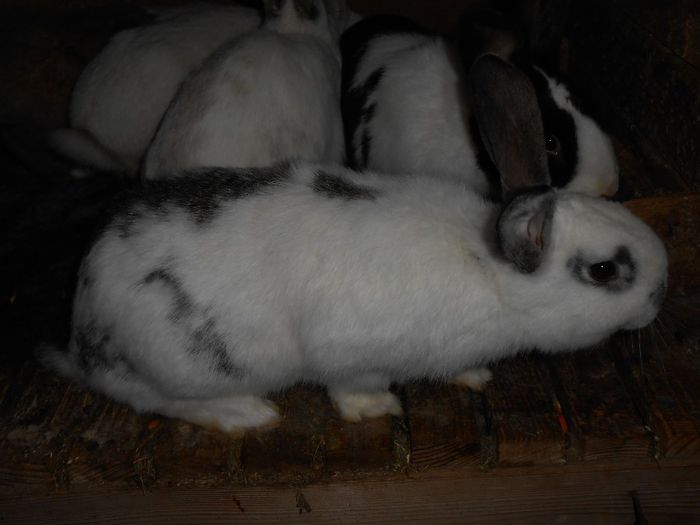 DSCN0330; neozelandezi adusi din olanda vadn pui rel la tel 0720920658
