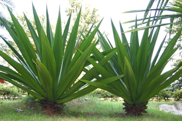 FURCRAEA TUBEROSA - a-alte seminte rare