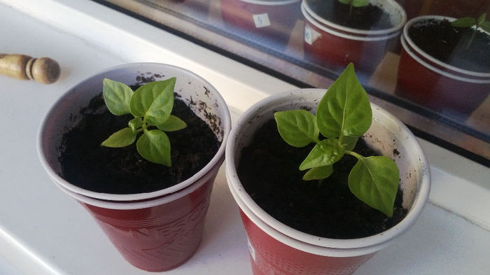 Fatalii - Fatalii 2014
