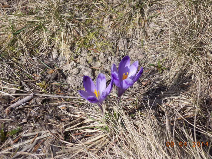 Doua branduse de primavara