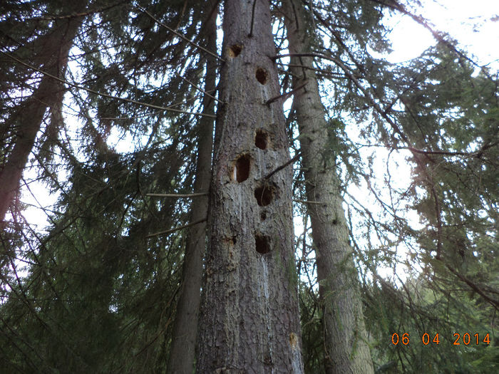 Molid gaurit de ciocanitori