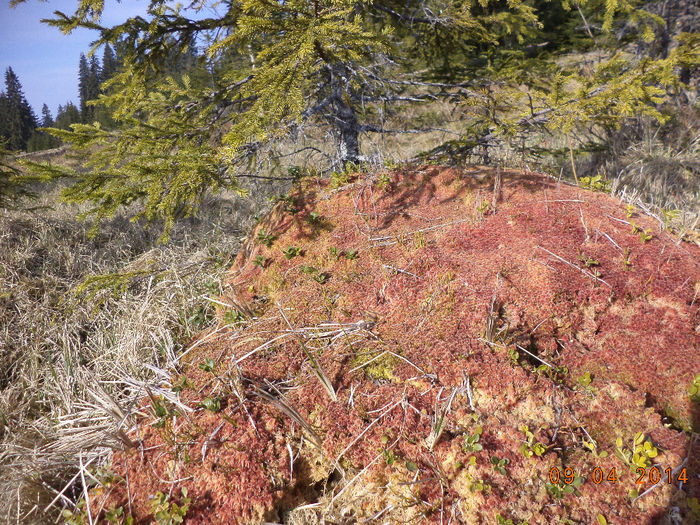 Muschi colorat frumos-3