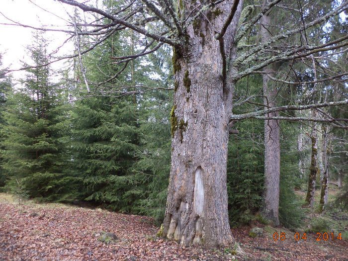 Paltin de munte batran; frumusetea muntilor
