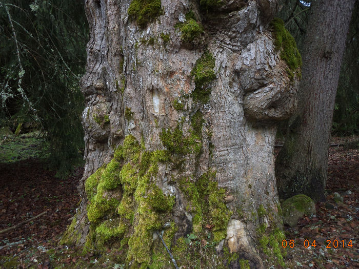 Paltin de munte secular