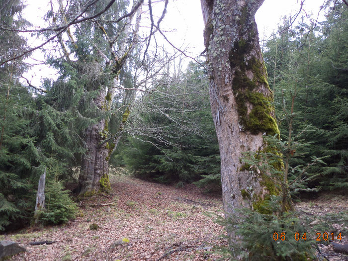 Paltini de munte de peste 100 de ani - La curatat de pasune in Calimani-2014