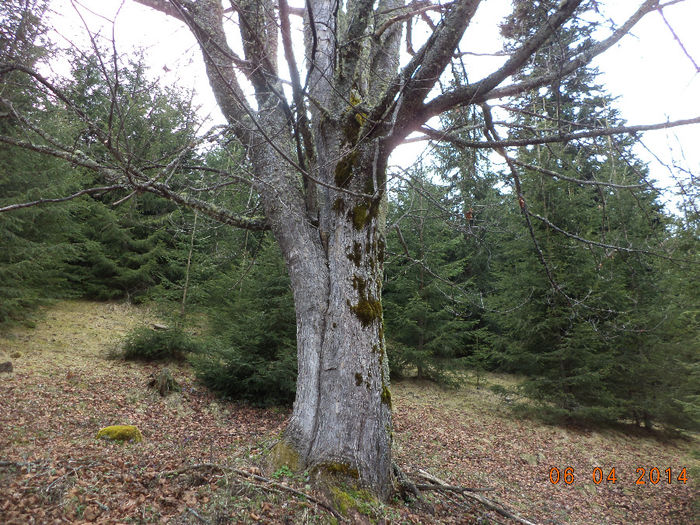 Tot un paltin frumos