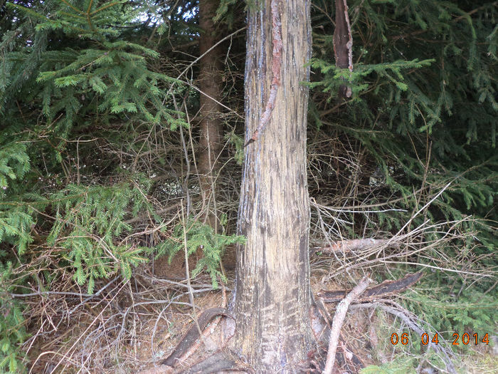 Un molid belit de urs pt rasina