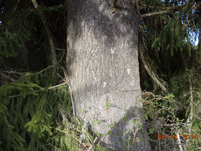 Un molid cu circumferinta mare