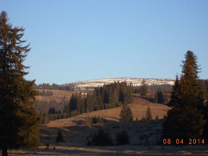 Varful Retitis dimineata