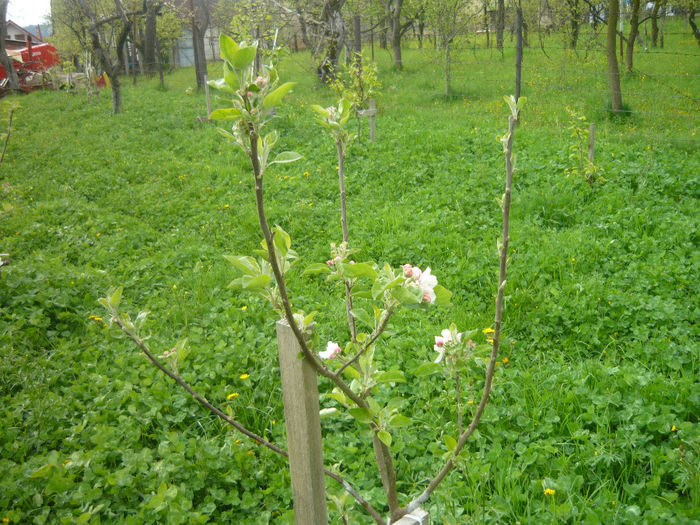 P1050395; mar aromat de vara anul 2 plantare rodeste direct pe ramurile de anul trecut
