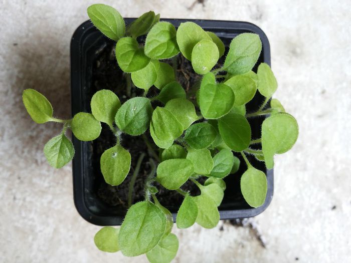 20140413_094926 - physalis peruviana