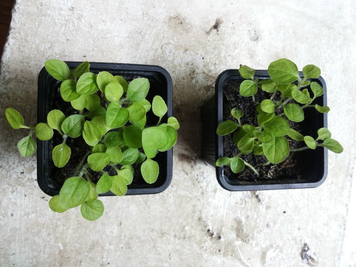 20140413_094941 - physalis peruviana