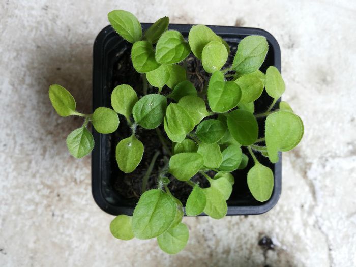 20140413_094949 - physalis peruviana