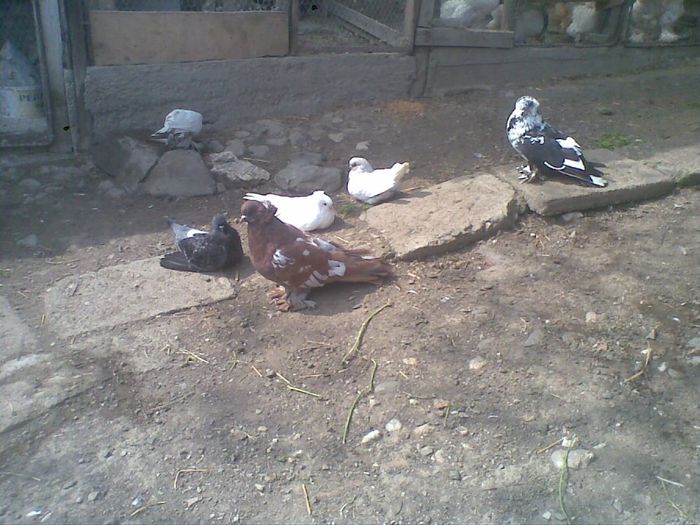 13042014(010) - Uriasi Maghiari