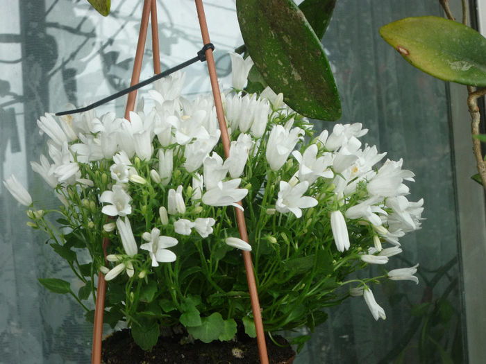 Campanula alba !!