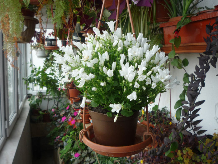 Campanula alba - Primele flori - 2014