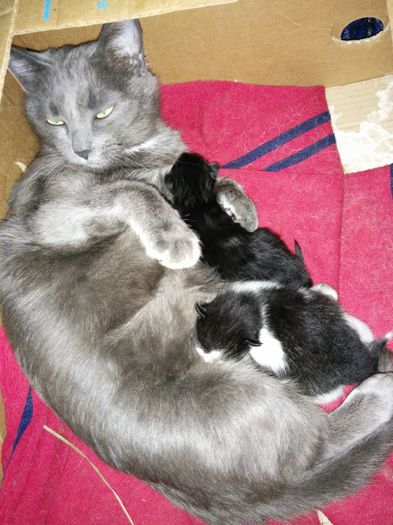 pisica albastra de rusia-2pui - pisicile mele
