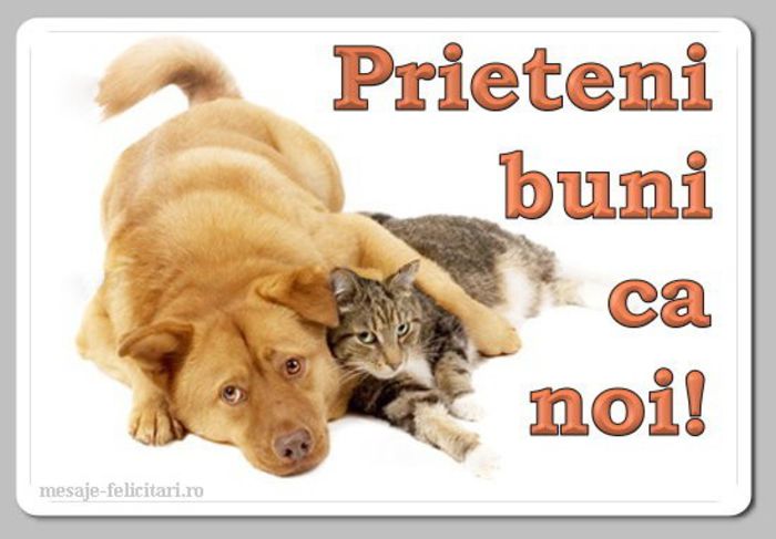 Prieteni buni - 1_ciufulitele cauta prieteni_1