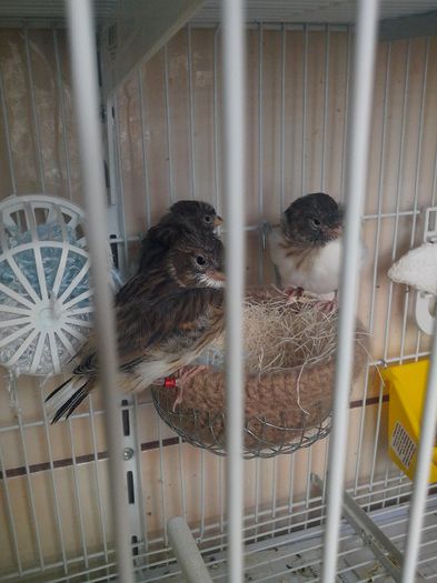 poze suplimentare pe mesaj privat !!