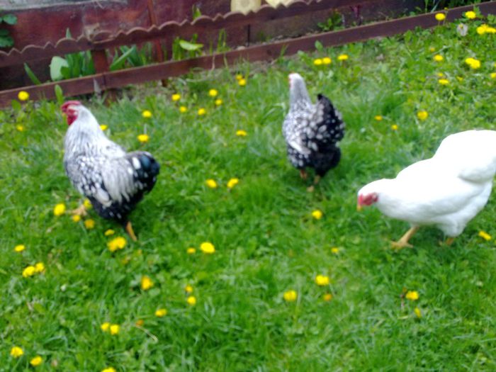 Picture 005 - wyandotte argintiu pitic-bantam