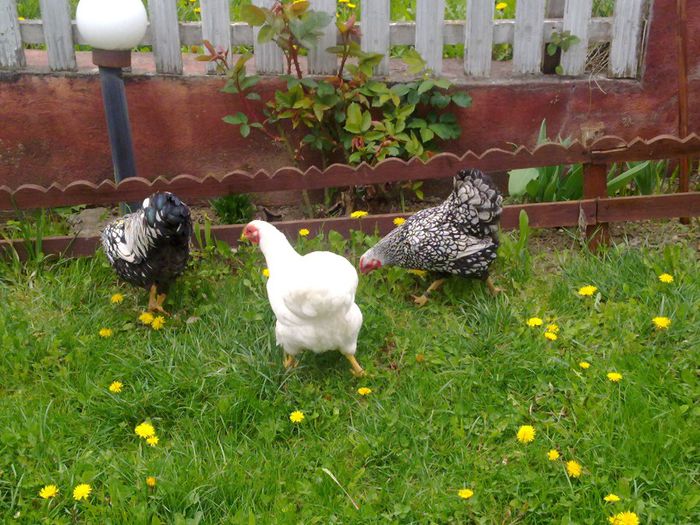Picture 006 - wyandotte argintiu pitic-bantam