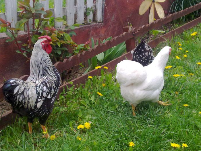 Picture 007 - wyandotte argintiu pitic-bantam