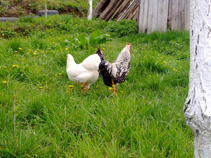 Picture 009 - wyandotte argintiu pitic-bantam