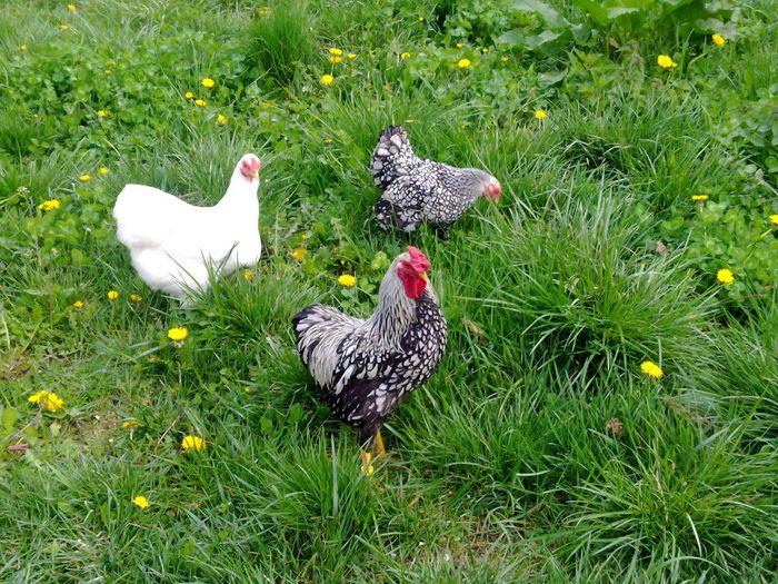 Picture 010 - wyandotte argintiu pitic-bantam