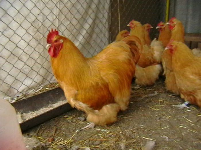 IMGA0796 - G ORPINGTON GALBEN